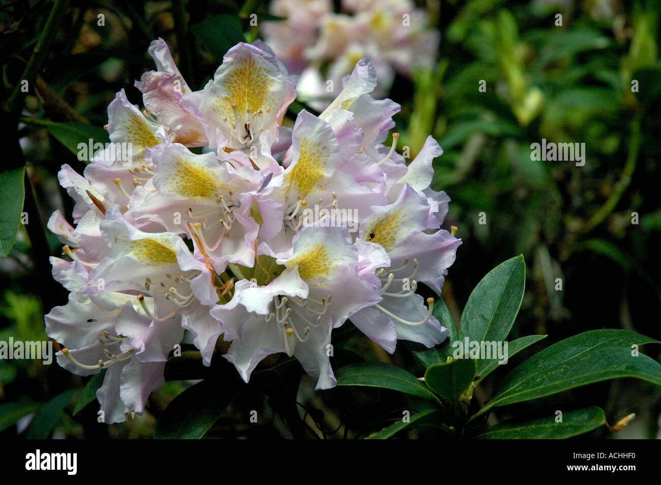 Rododendro Foto de stock