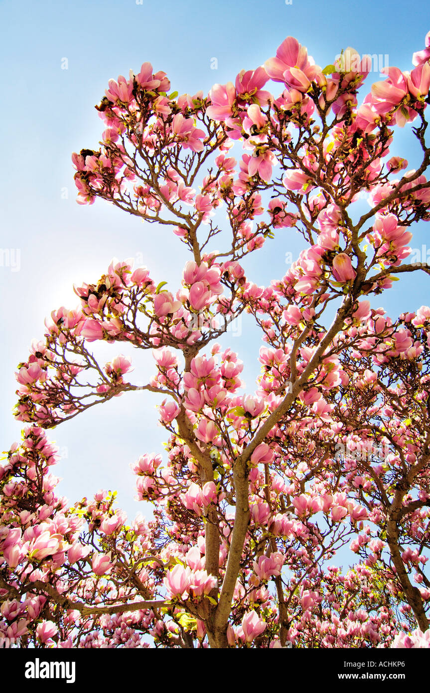 Pintura de magnolia fotografías e imágenes de alta resolución - Alamy Pintura de magnolia fotografías e imágenes de alta resolución - Alamy