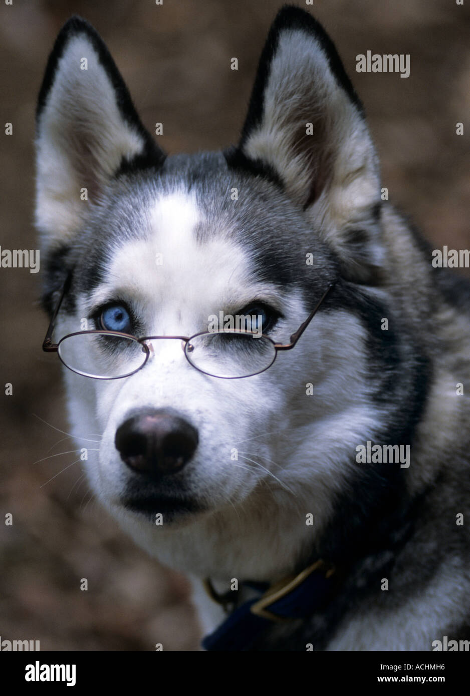 Perro husky siberiano gafas Fotografía de stock - Alamy