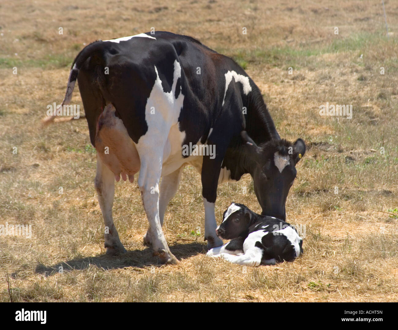 Vacas Holstein con el ternero recién nacido, Foto de stock