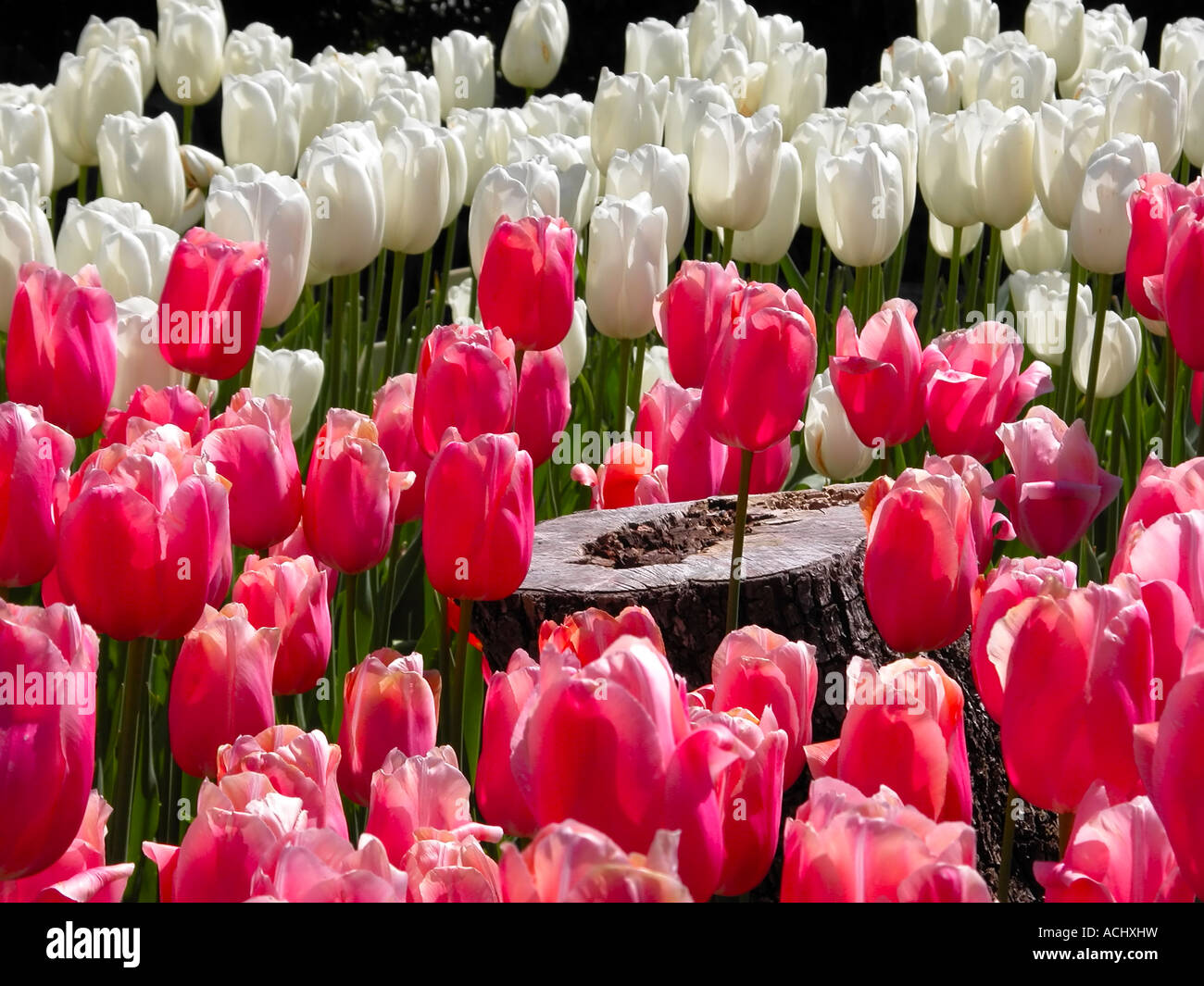 Tulipanes rosados y blancos Fotografía de stock - Alamy