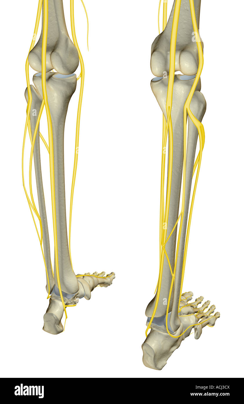 Los nervios de las piernas Fotografía de stock - Alamy