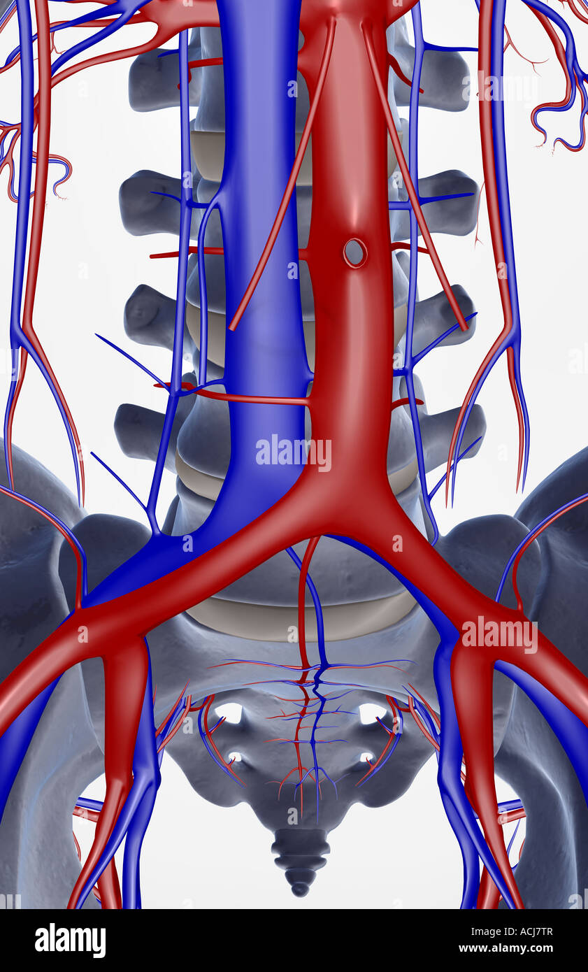 Los vasos sanguíneos en las vértebras lumbares Fotografía de stock - Alamy