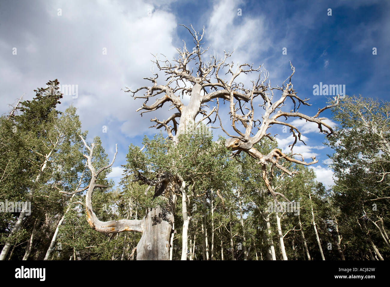 Briscoe pinos y abetos en Great Basin National Park Foto de stock
