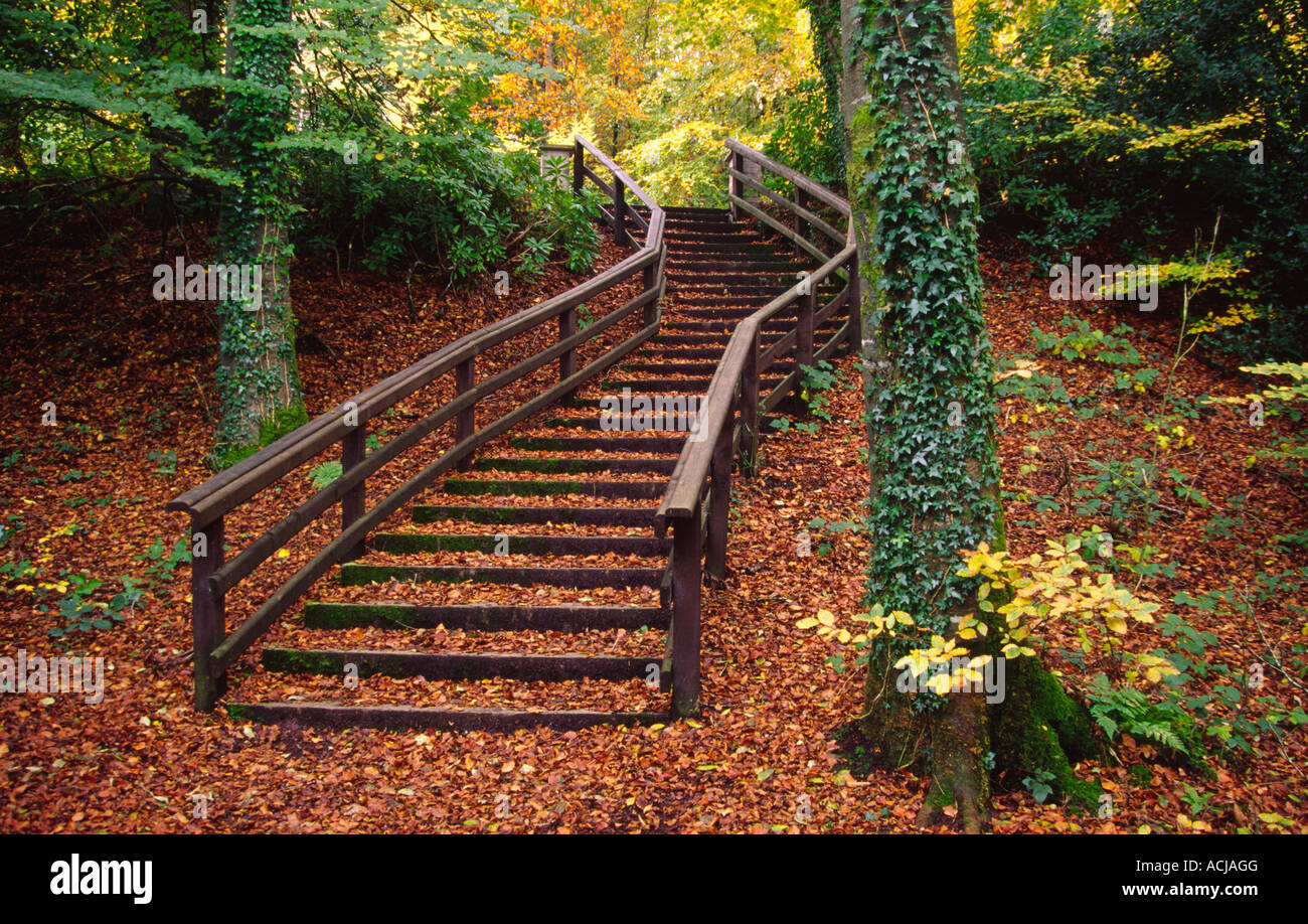 Otoño de escalera, Castlecaldwell Forest Park, Condado de Fermanagh, Irlanda del Norte. Foto de stock