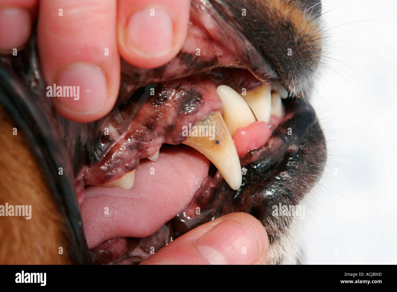 El sarro en los dientes de perro Fotografía de stock - Alamy