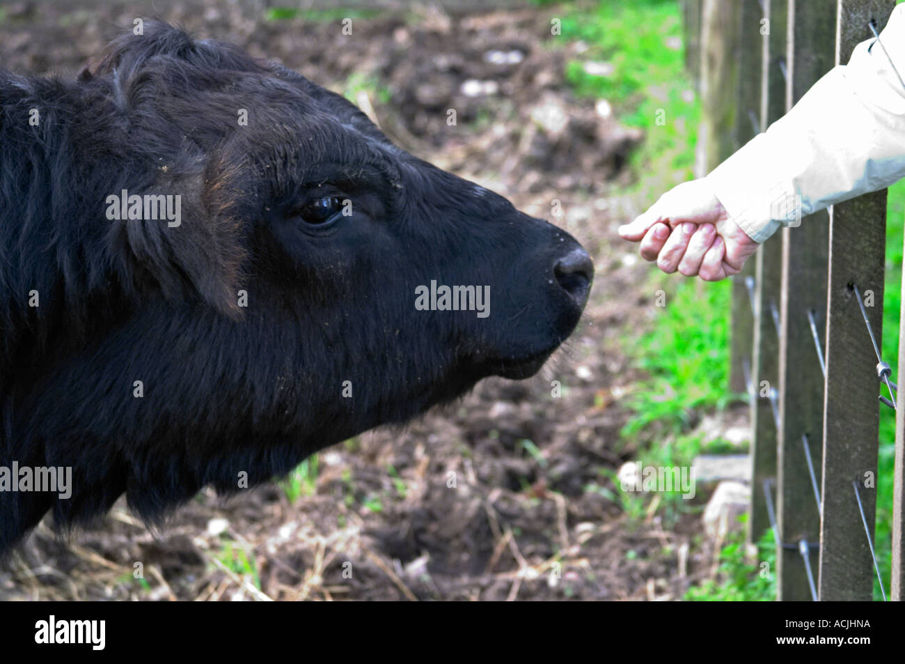Una mano estirada como si demasiado alimentar un toro Angus negro, cabeza de toro, perfil de cerco Montevideo, Uruguay Sudamérica Foto de stock