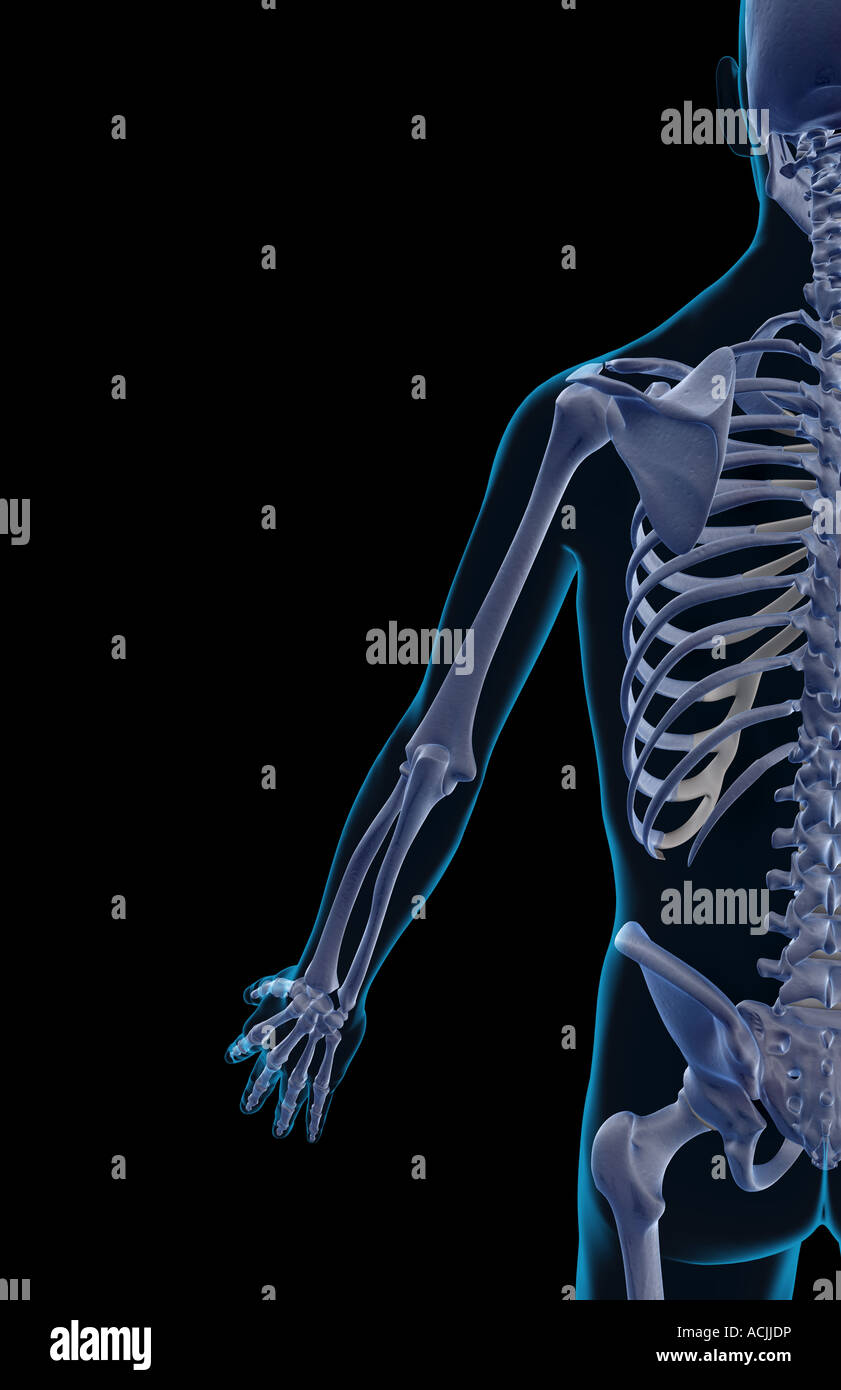 Los Huesos De La Extremidad Superior Fotografía De Stock Alamy