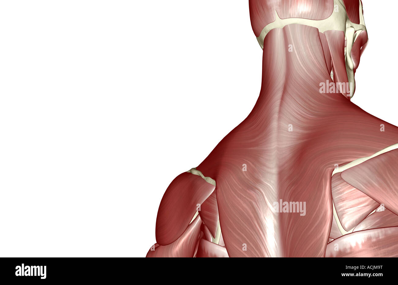 Los Músculos De La Cabeza Y Cuello Fotografía De Stock Alamy