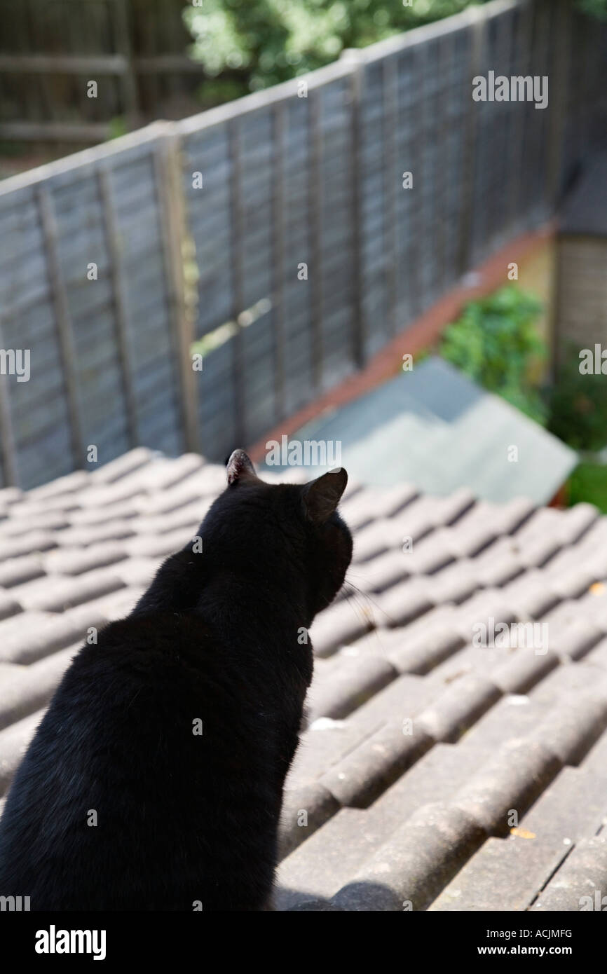 Gato Negro Interno En Una Azotea Viendo Es Territorio Fotografía De Stock Alamy