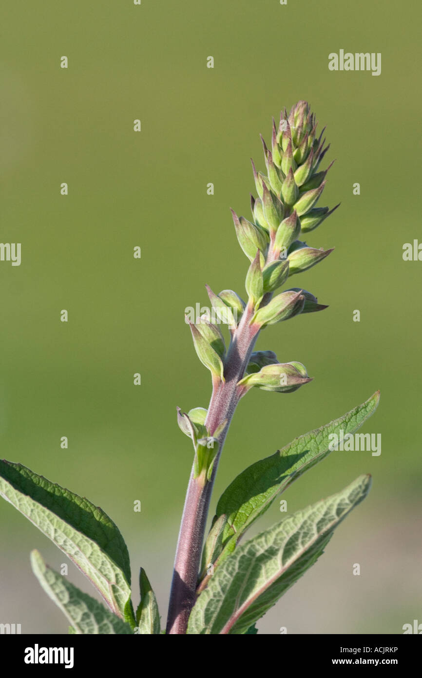 Digital (Digitalis purpurea) que muestra los botones de las flores sin abrir con fondo verde difuso Foto de stock