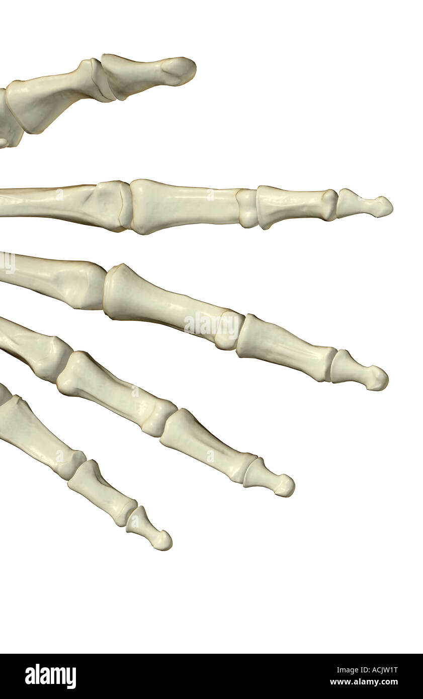 Los huesos de los dedos Fotografía de stock - Alamy