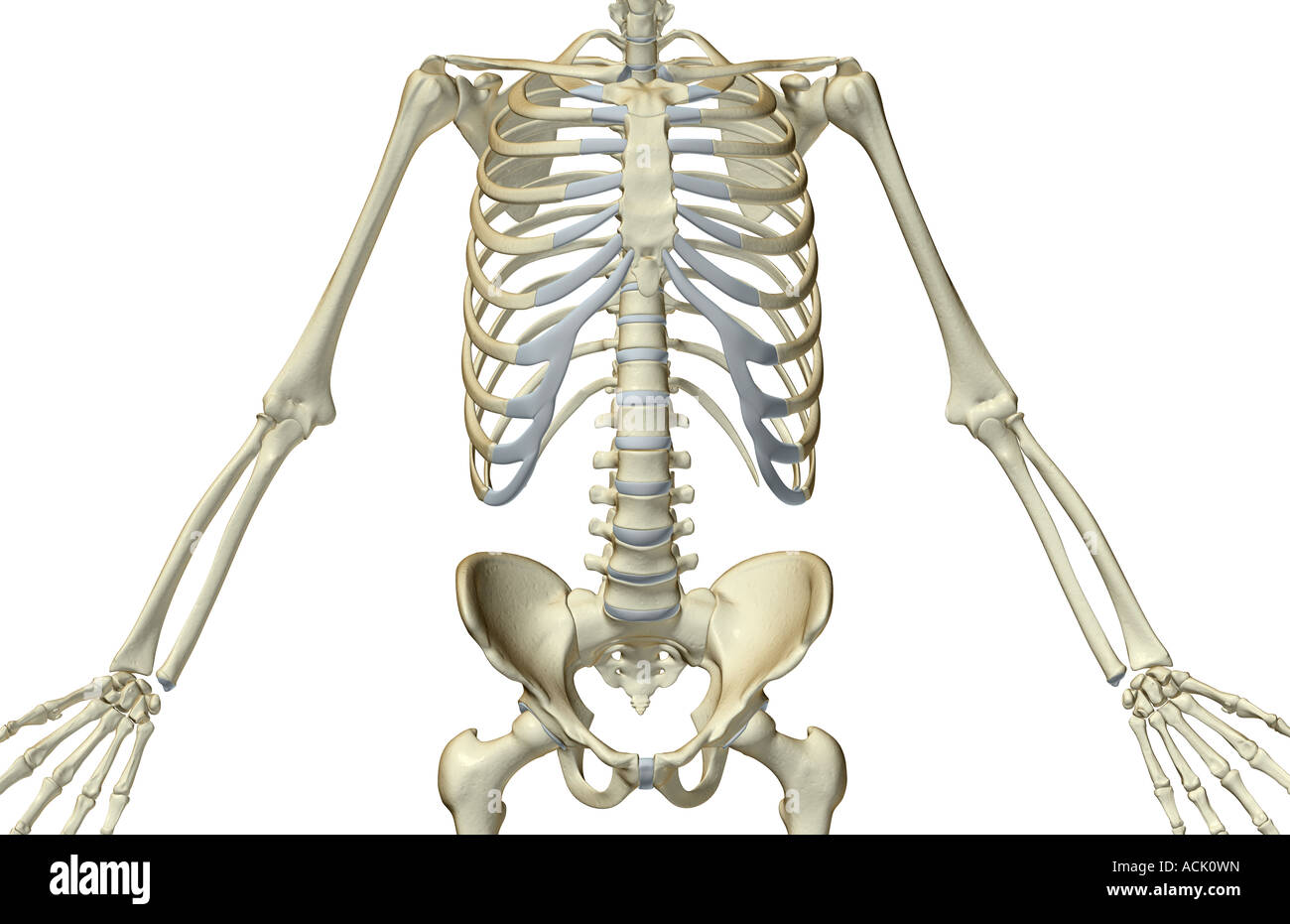 Huesos del tronco fotografías e imágenes de alta resolución Alamy Huesos del tronco fotografías e imágenes de alta resolución Alamy