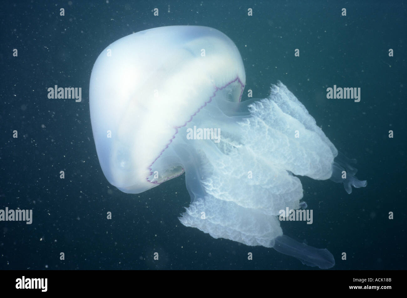 Barril medusas Rhizostoma octopus Jersey Channel Isles UK Fotografía de