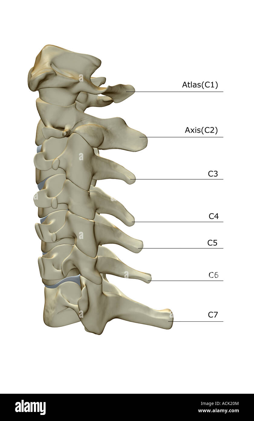 Las vértebras cervicales Fotografía de stock - Alamy