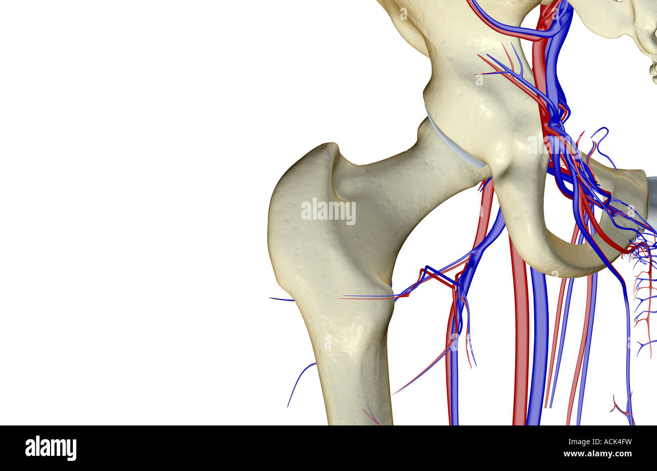 Vena iliaca interna fotografías e imágenes de alta resolución Alamy