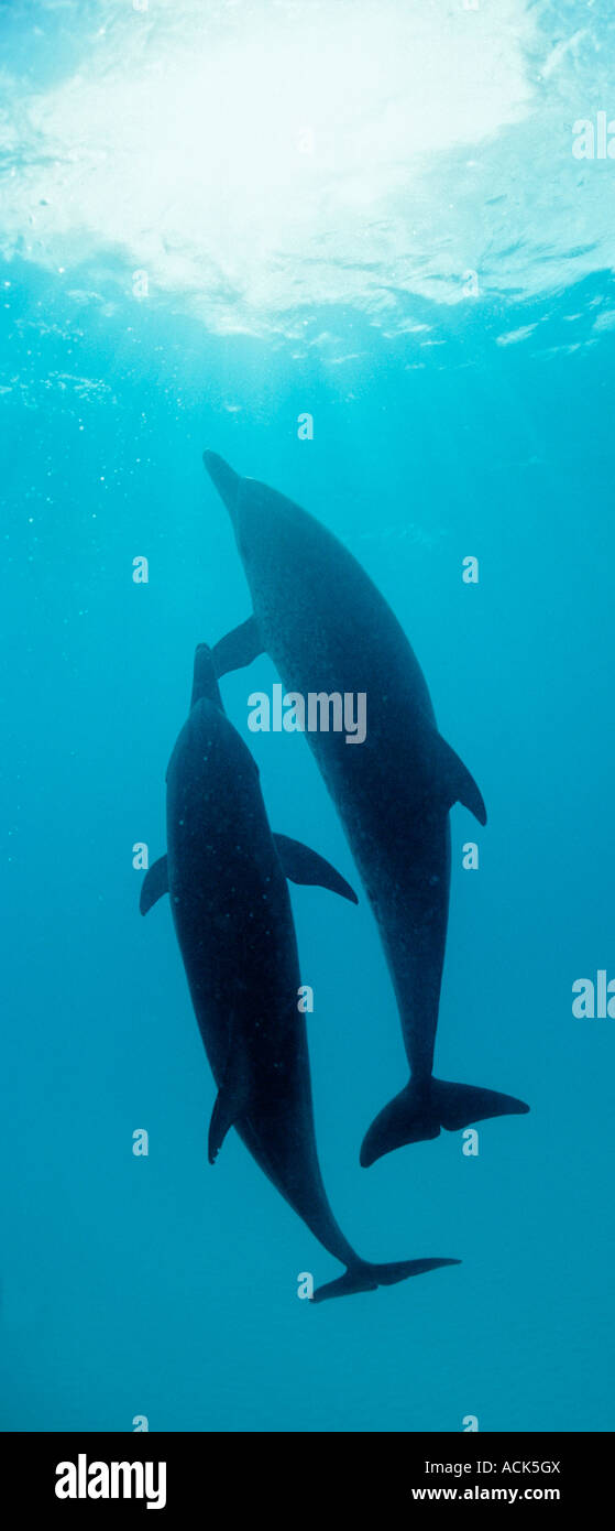 Delfines moteados del Atlántico Stenella frontalis Bahamas Océano Atlántico Foto de stock