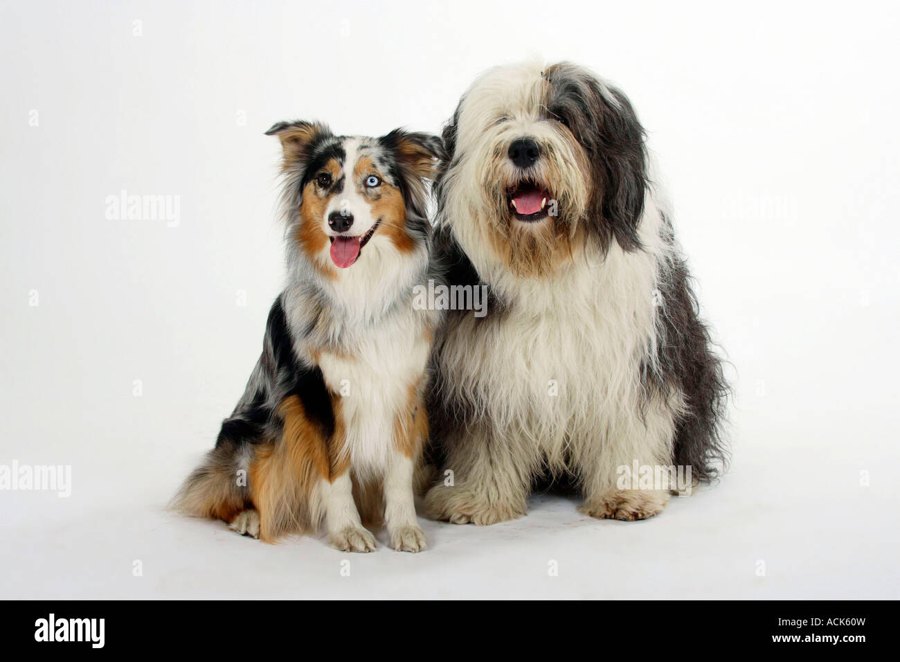 Bobtail y Pastor Australiano Ovejero Inglés antiguo Fotografía de