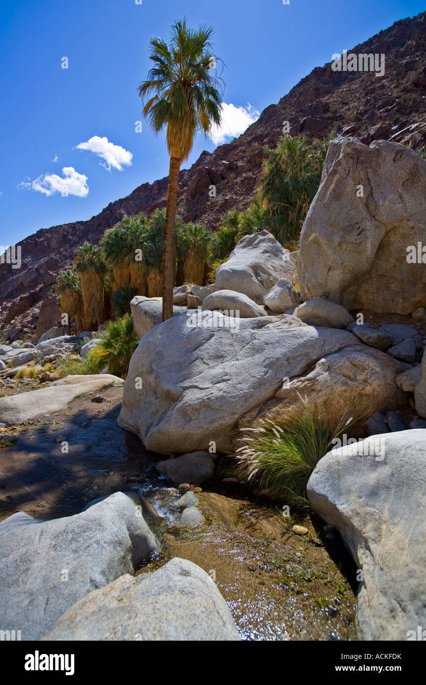 Palmas y Arroyo en Palm Canyon Anza Borrego Desert State Park Borrego  Springs del Condado de San Diego, California, Estados Unidos EE.UU  Fotografía de stock - Alamy