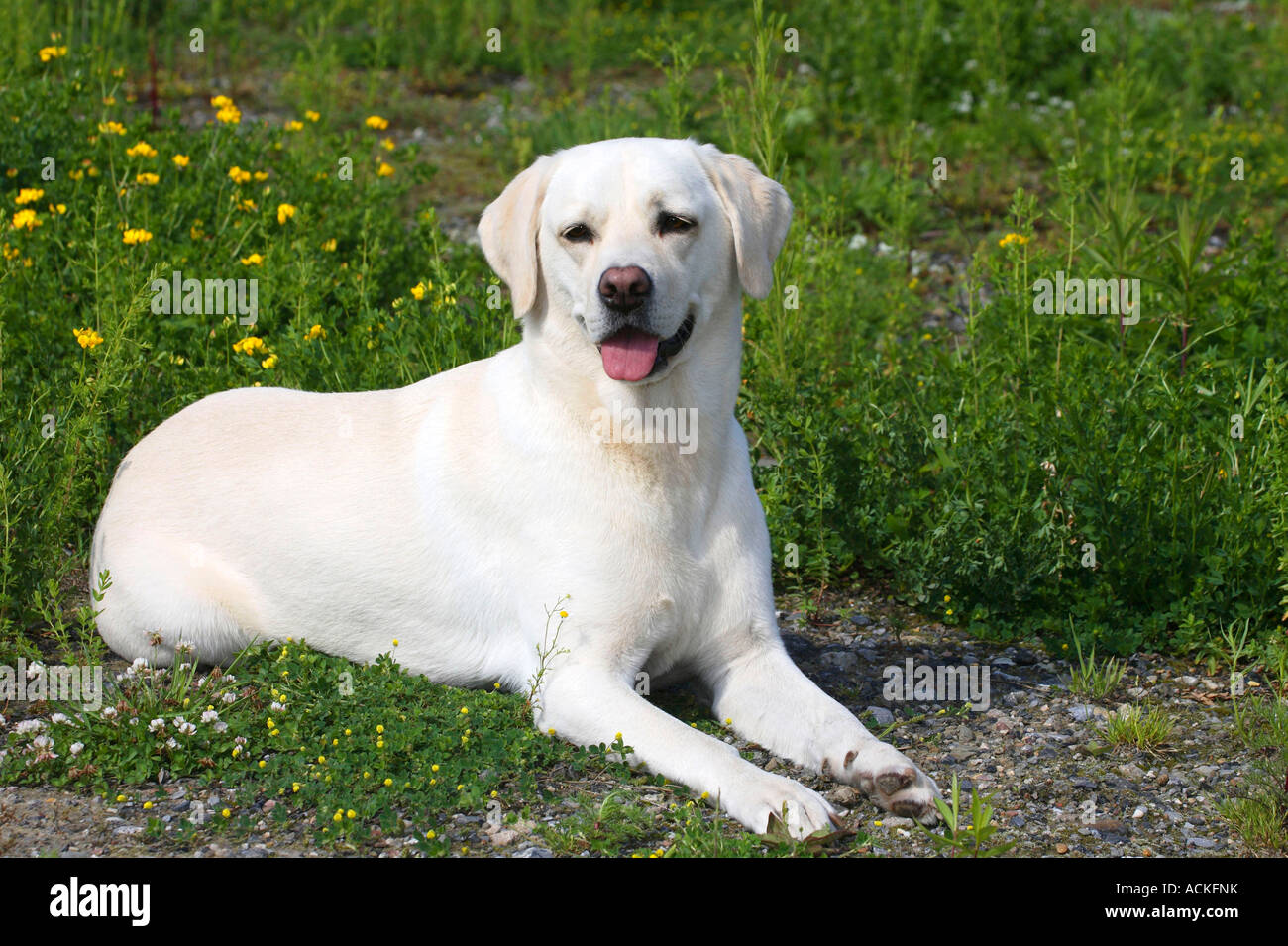 Labrador Retriever Foto de stock