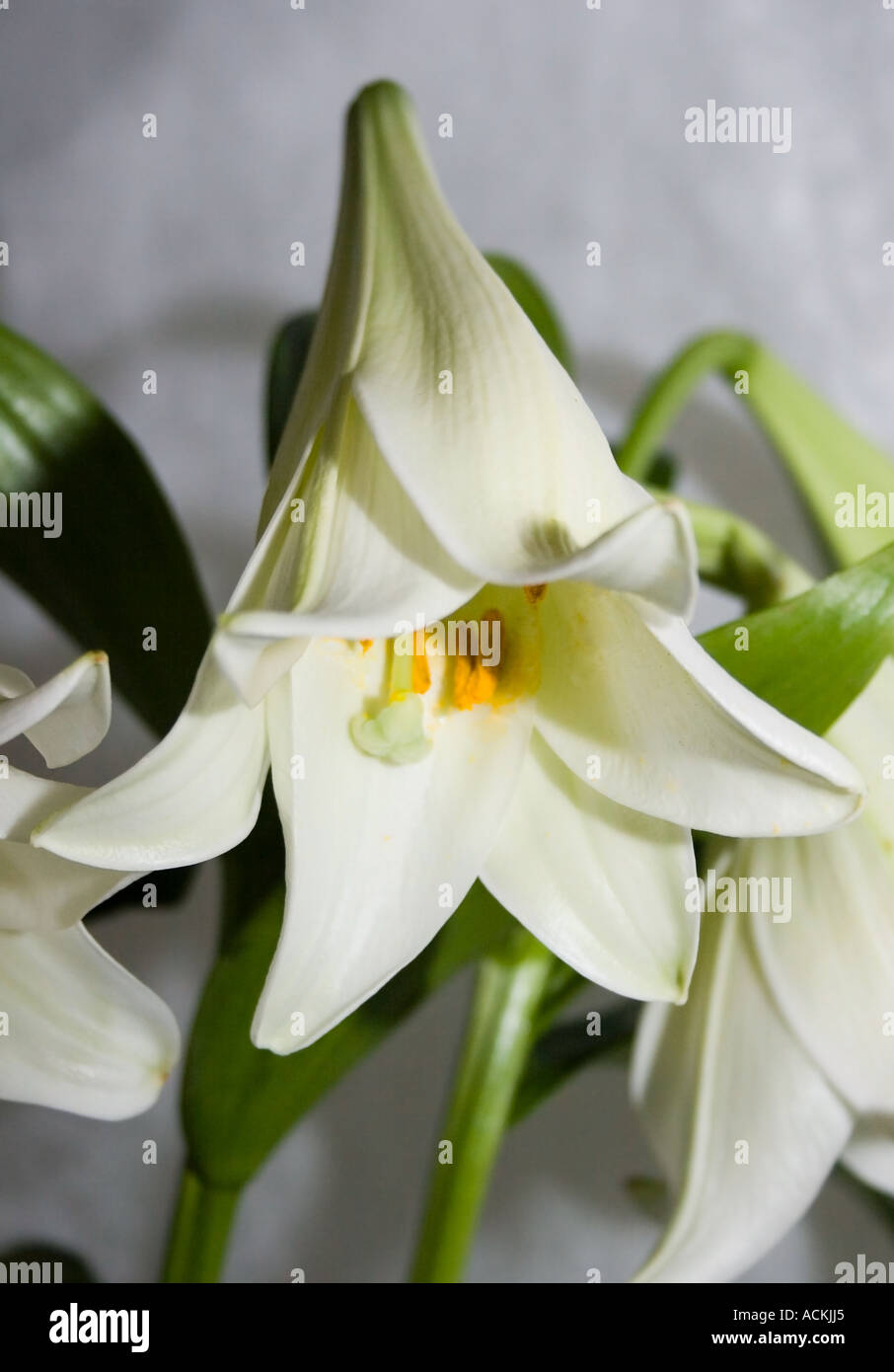 Candidum Azucena blanca flor única la Madonna Lily Fotografía de stock -  Alamy