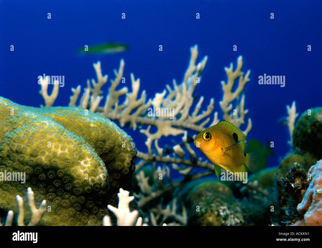 BWI a Gran Caimán, Islas Caimán Threespot menores damisela underwater Foto de stock
