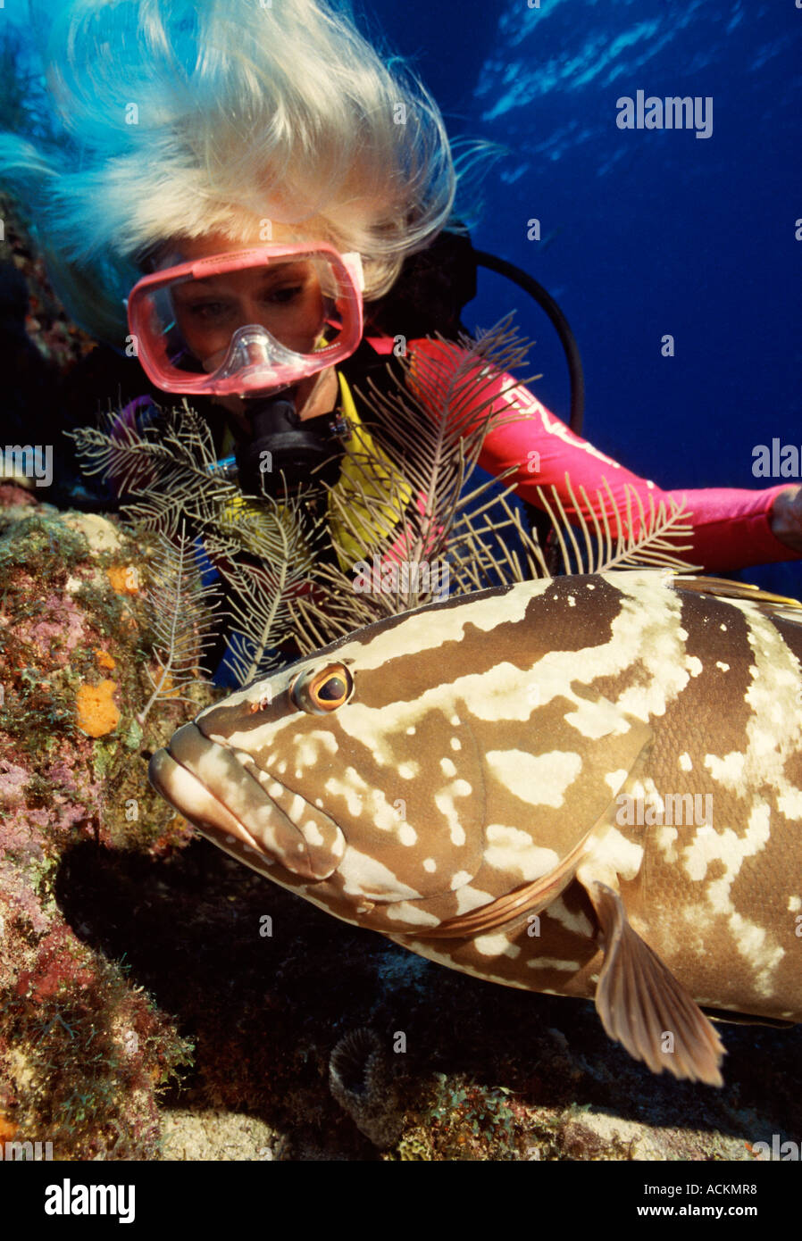BWI a Gran Caimán, Islas Caimán pescado mujer arrecifes de buceo submarino con agrupador Foto de stock