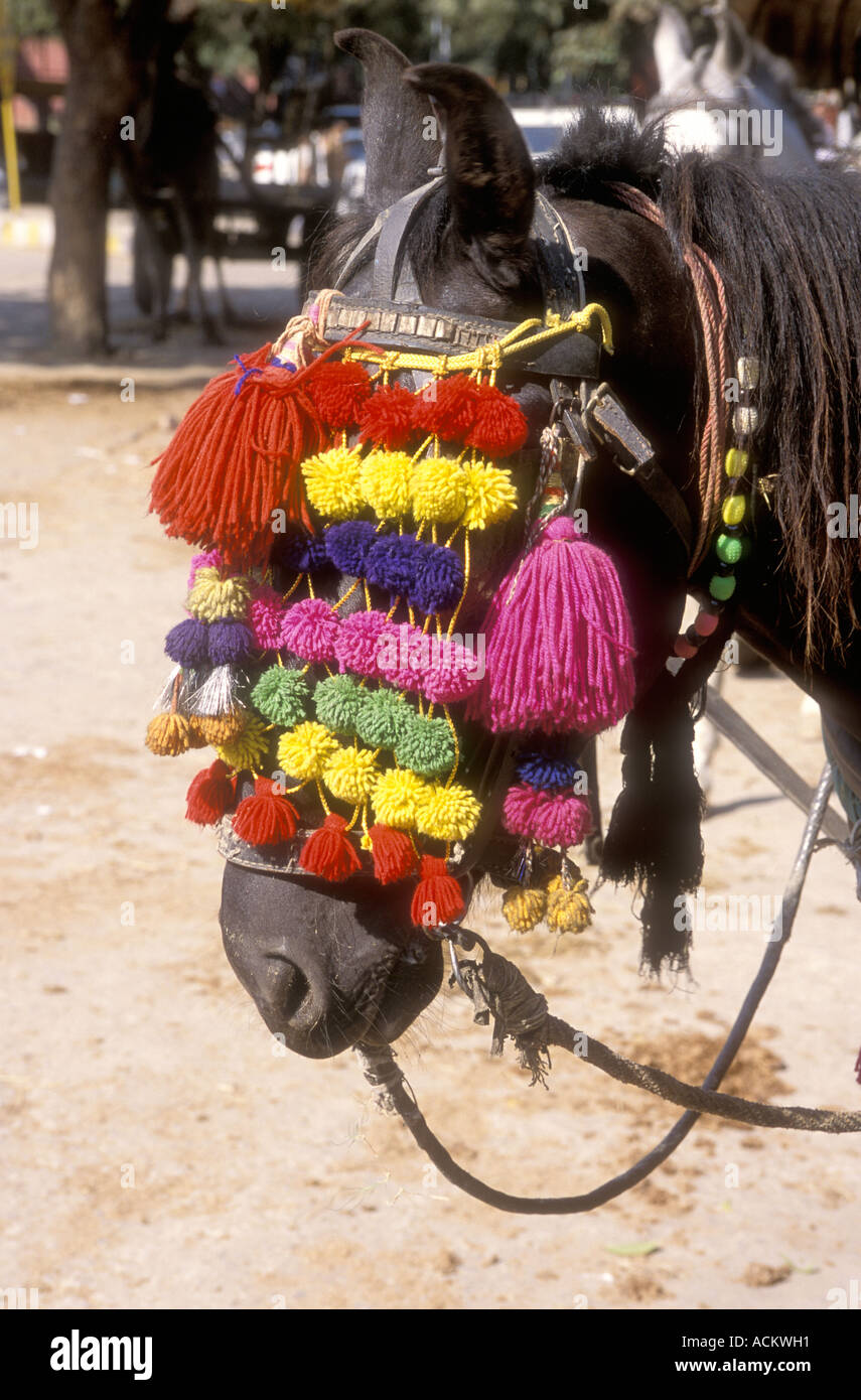 Mascarilla de lana de color desgastado por mule Agra en Uttar Pradesh, India Foto de stock