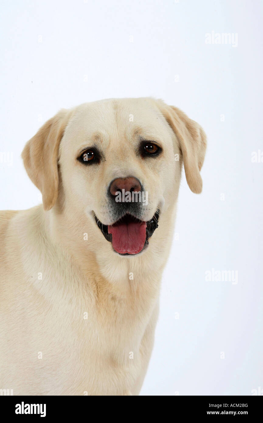 Labrador Retriever Foto de stock