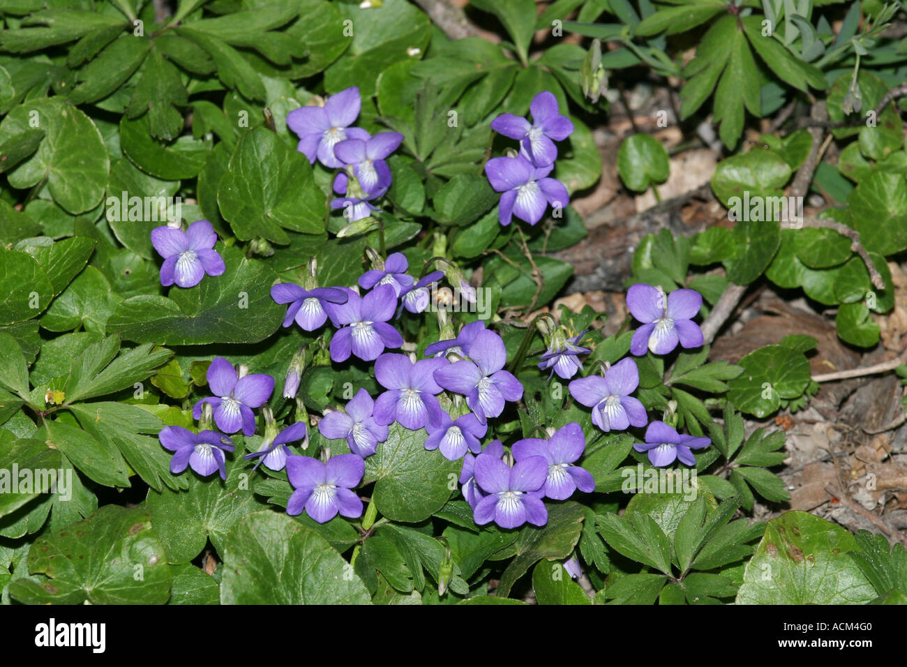 Flores violetas silvestres fotografías e imágenes de alta resolución - Alamy