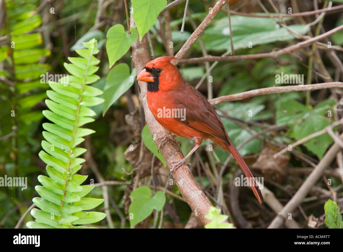 Cardenal norteño Cardinalis cardinalis macho adulto de Florida Foto de stock