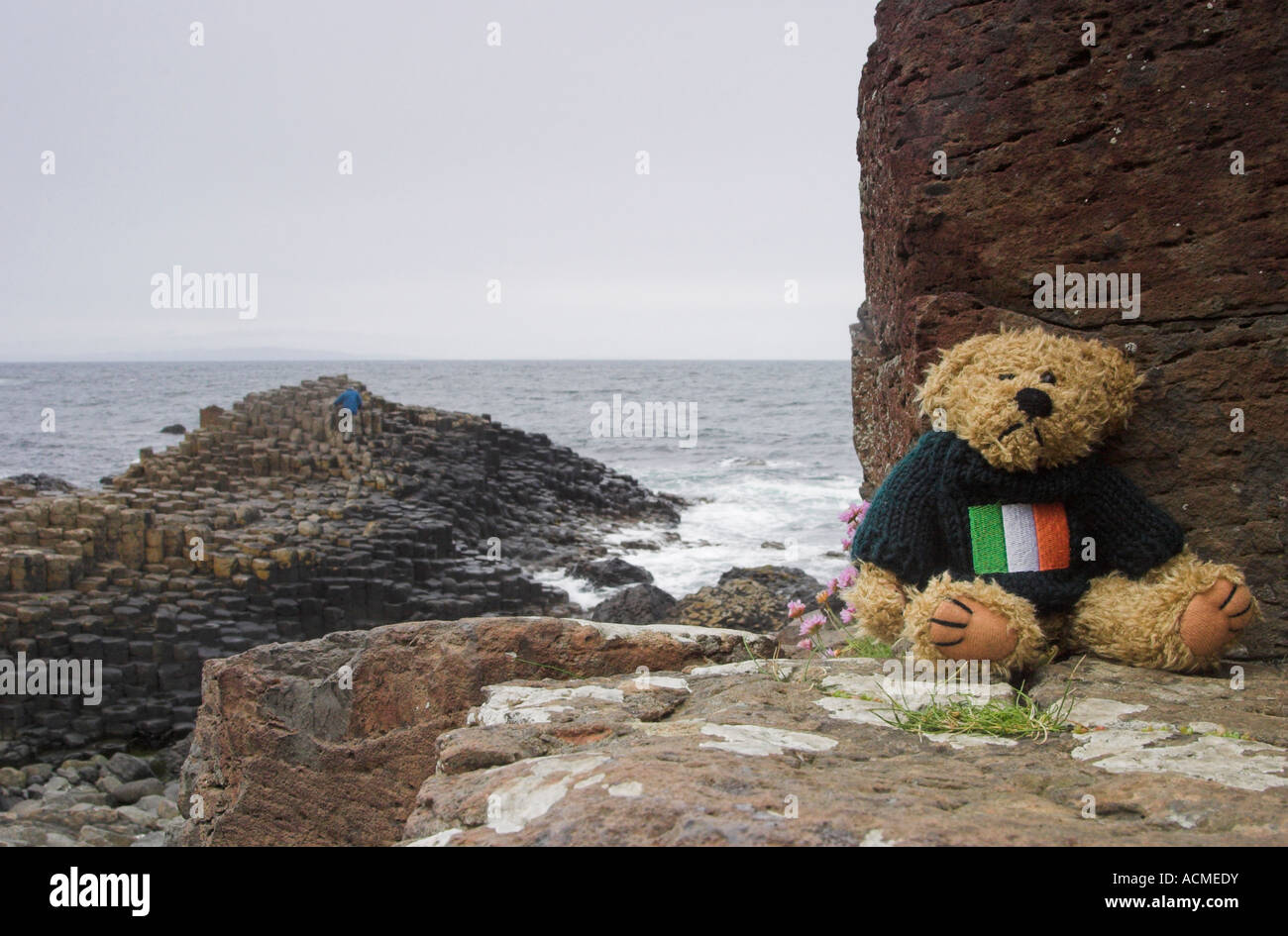 En el Giants Causeway Blarni Blarni un oso de peluche visitas Giants Causeway Giants Causeway Co Antrim Irlanda del Norte Foto de stock