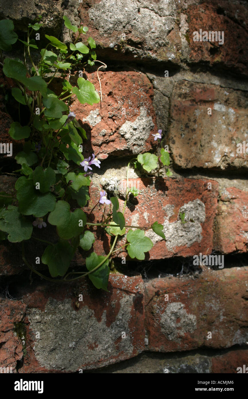 Una pequeña pared de ladrillo antiguo en el cultivo de flores en Hillsborough Fort, Hillsborough, Condado de Down, Irlanda del Norte Foto de stock