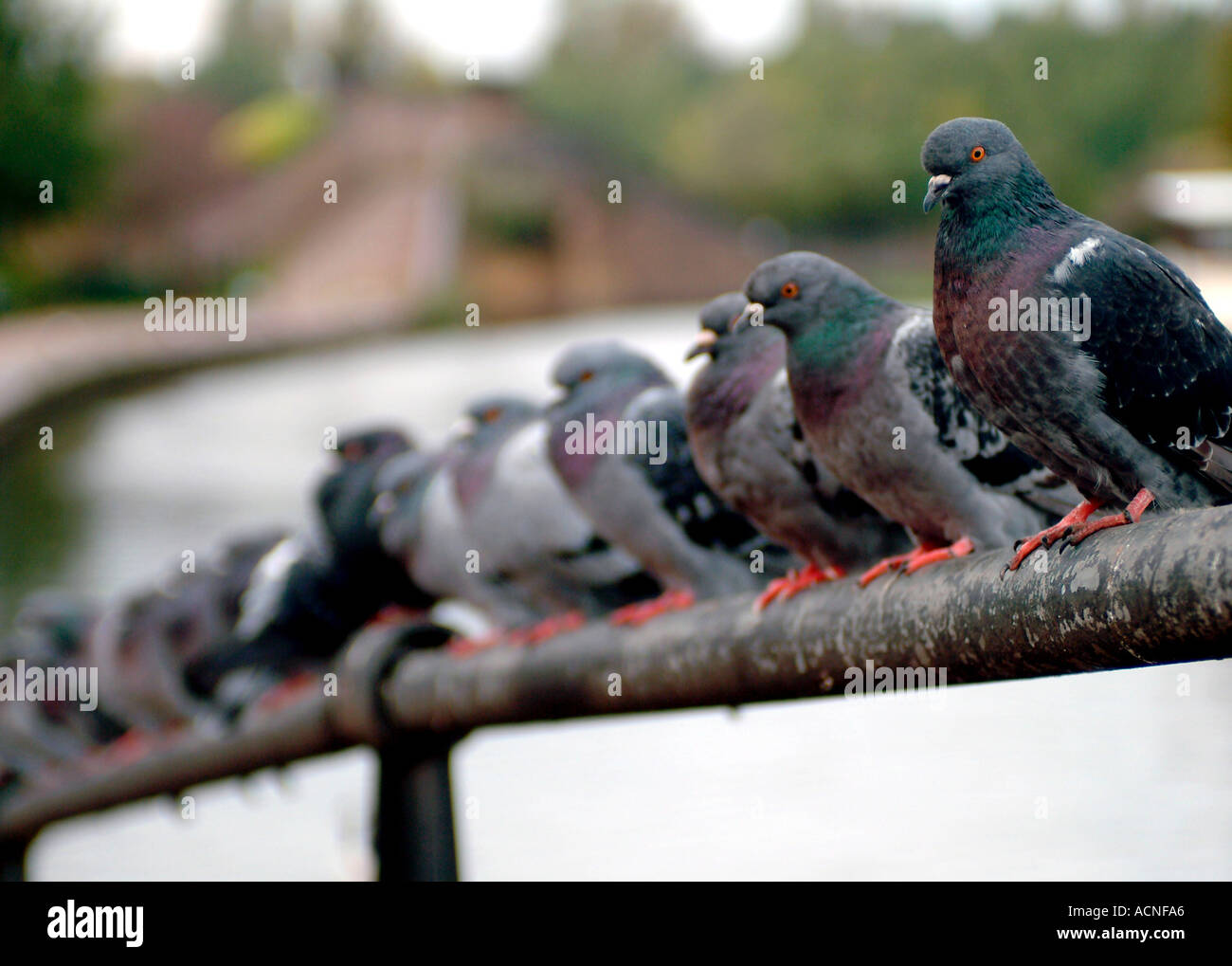 Palomas Paddington sucursal Union Canal Londres Foto de stock