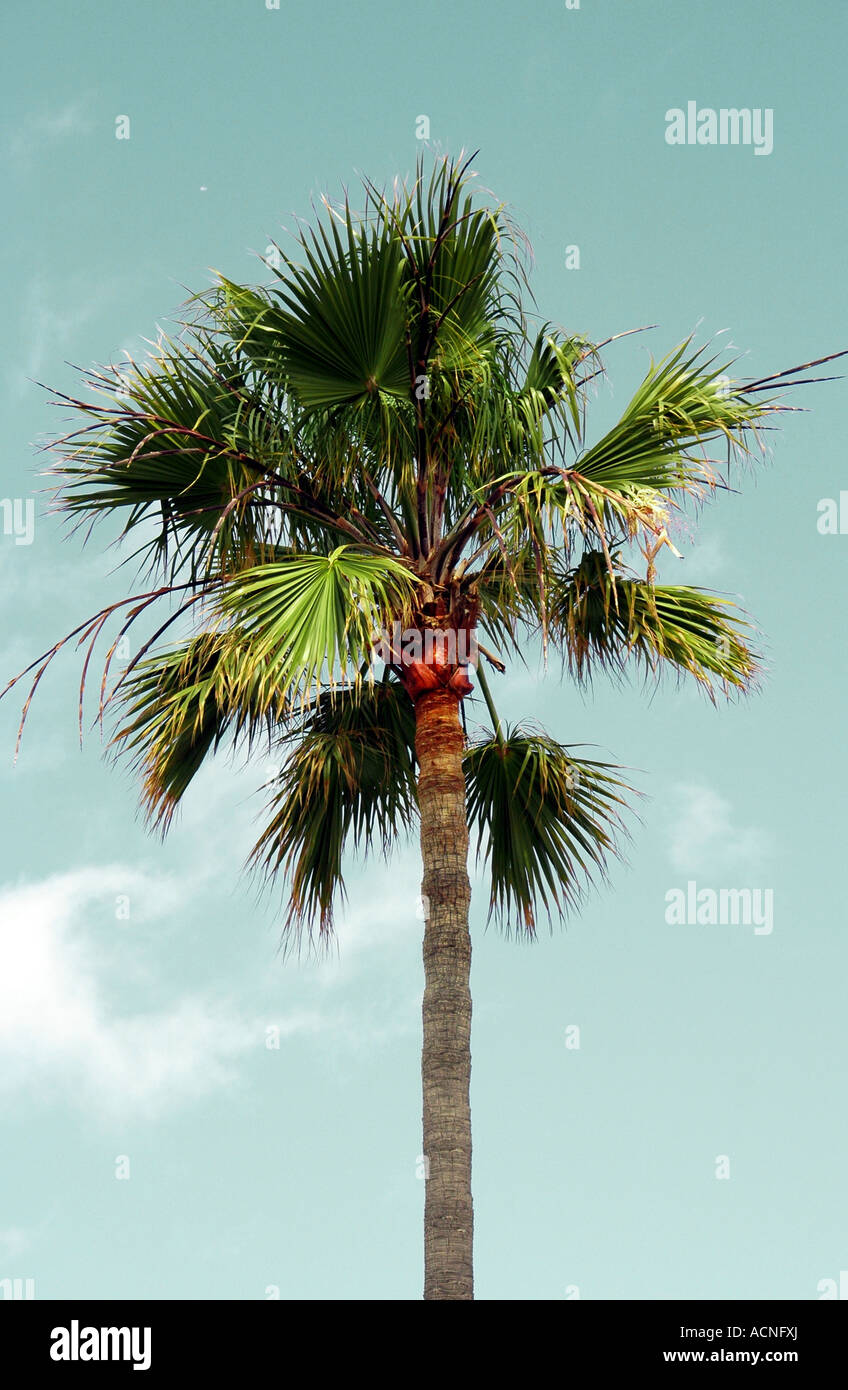 Sola palmera en California Foto de stock