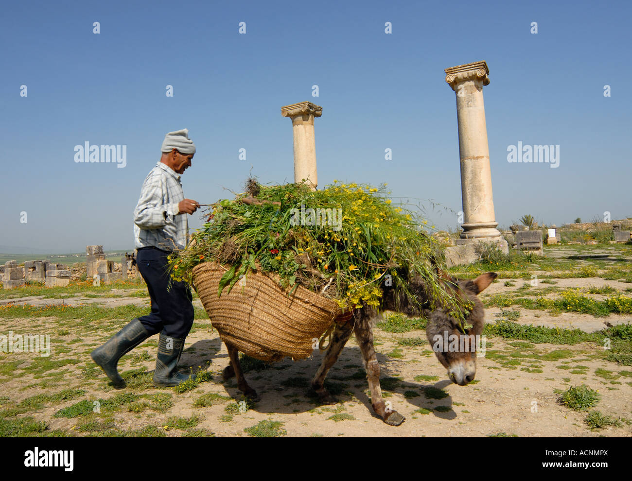 Agricultor con burro en las ruinas de la ciudad romana de Volubilis, Marruecos Foto de stock