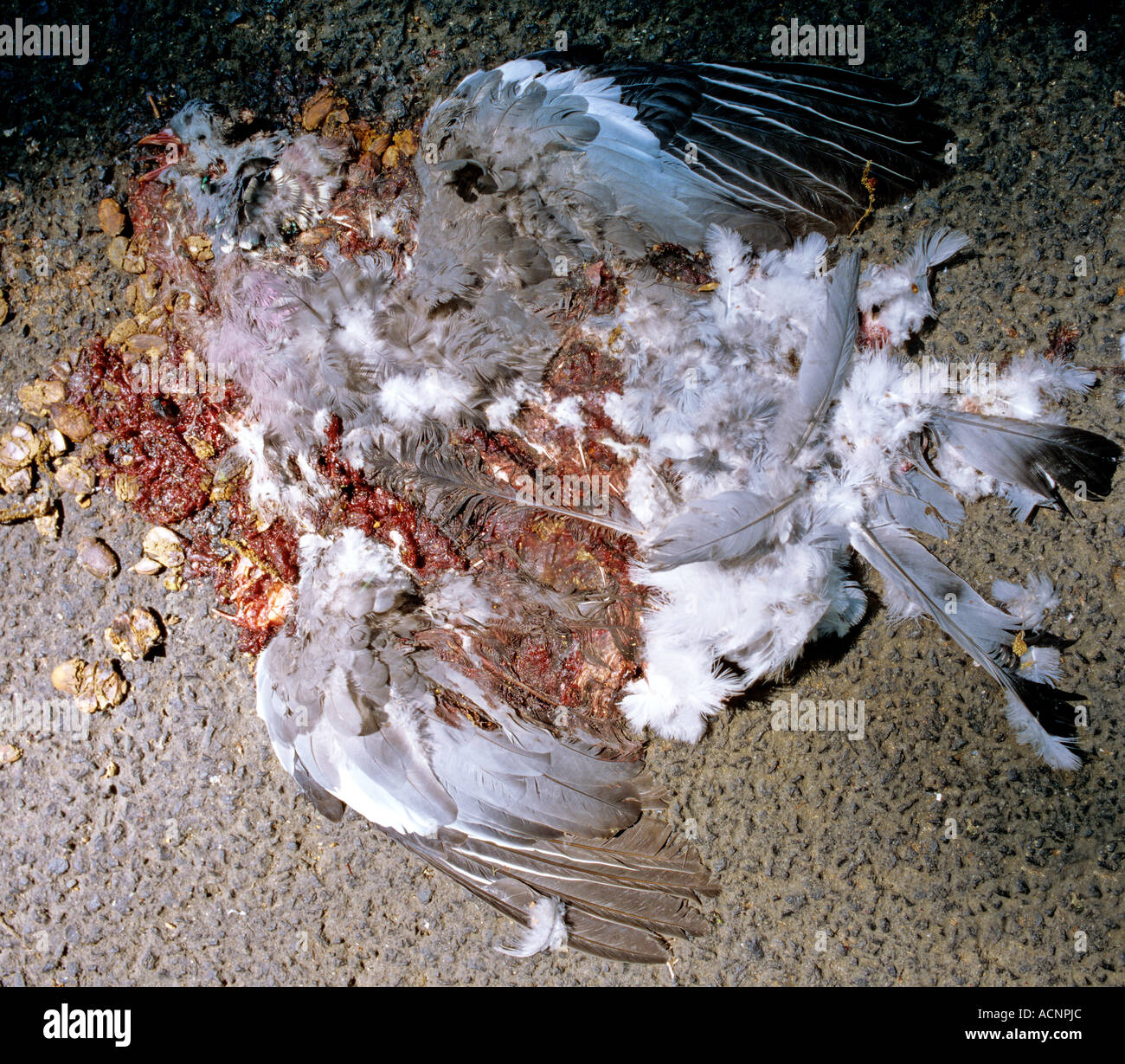 Carrera de palomas fotografías e imágenes de alta resolución Alamy