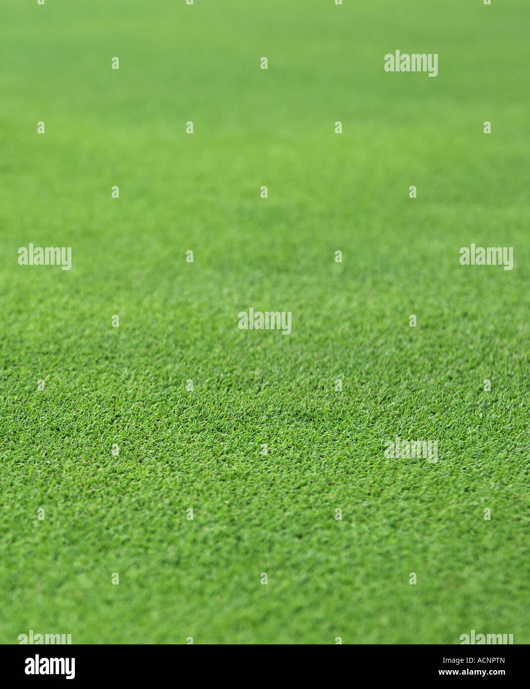La pasto verde bien cuidados o césped de un hoyo de golf green Foto de stock