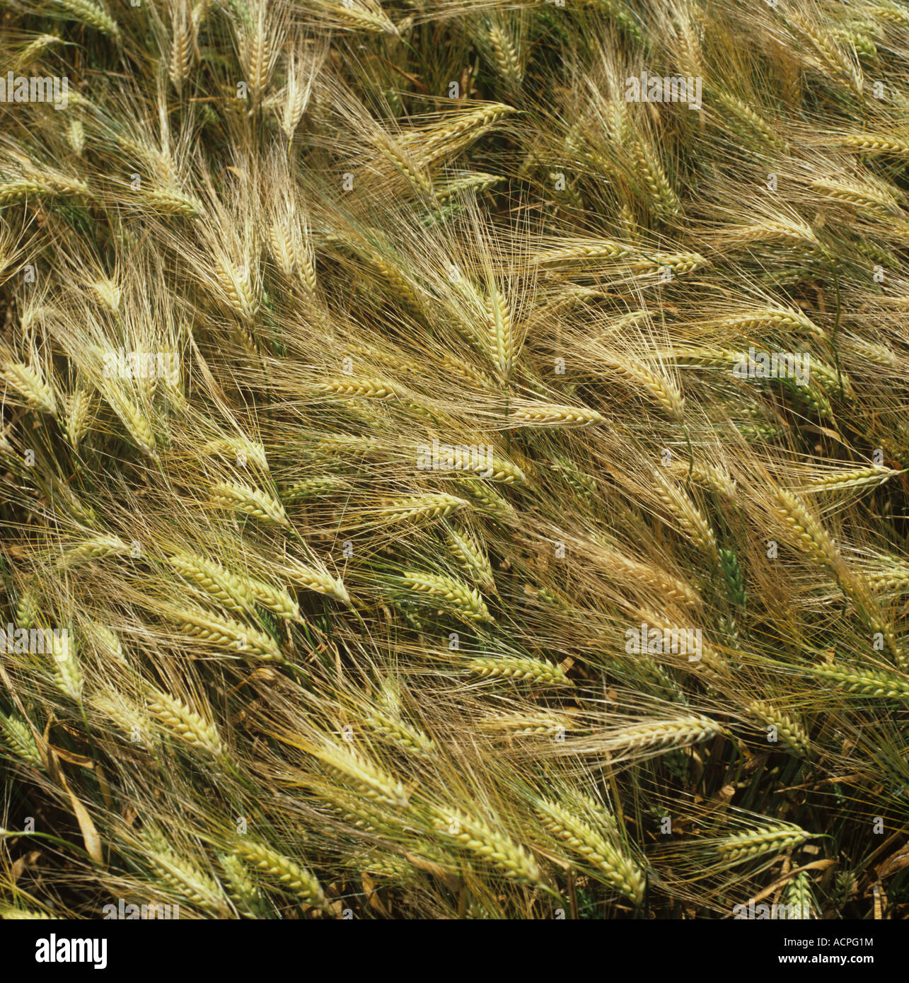 Orejas de maduración de la cosecha de cebada de seis hileras Foto de stock