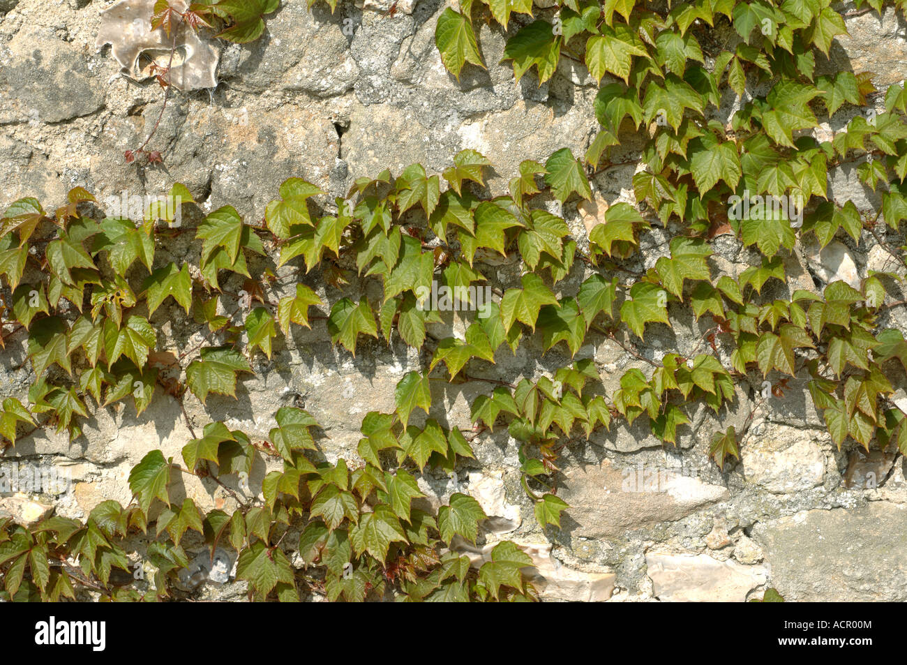 Boston hiedra Parthenocissus tricuspidata joven tierno follaje de primavera sobre una pared de piedra caliza Foto de stock