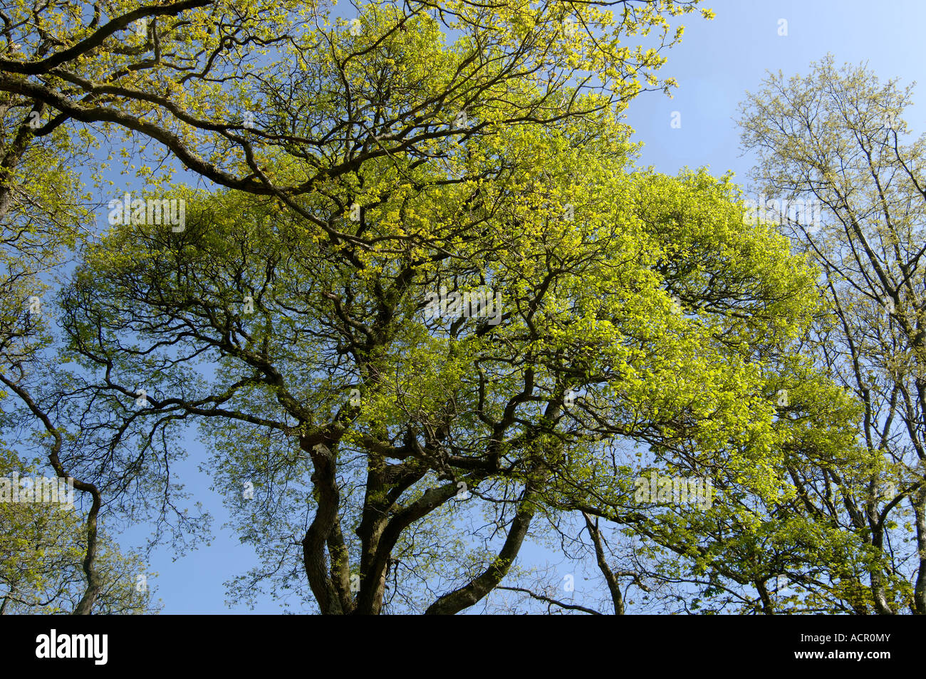 English roble Quercus robur árboles maduros con hojas de resorte verde fresco y juvenil contra el cielo azul Foto de stock