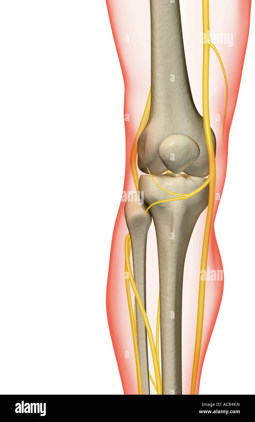 Los nervios de la rodilla Fotografía de stock - Alamy