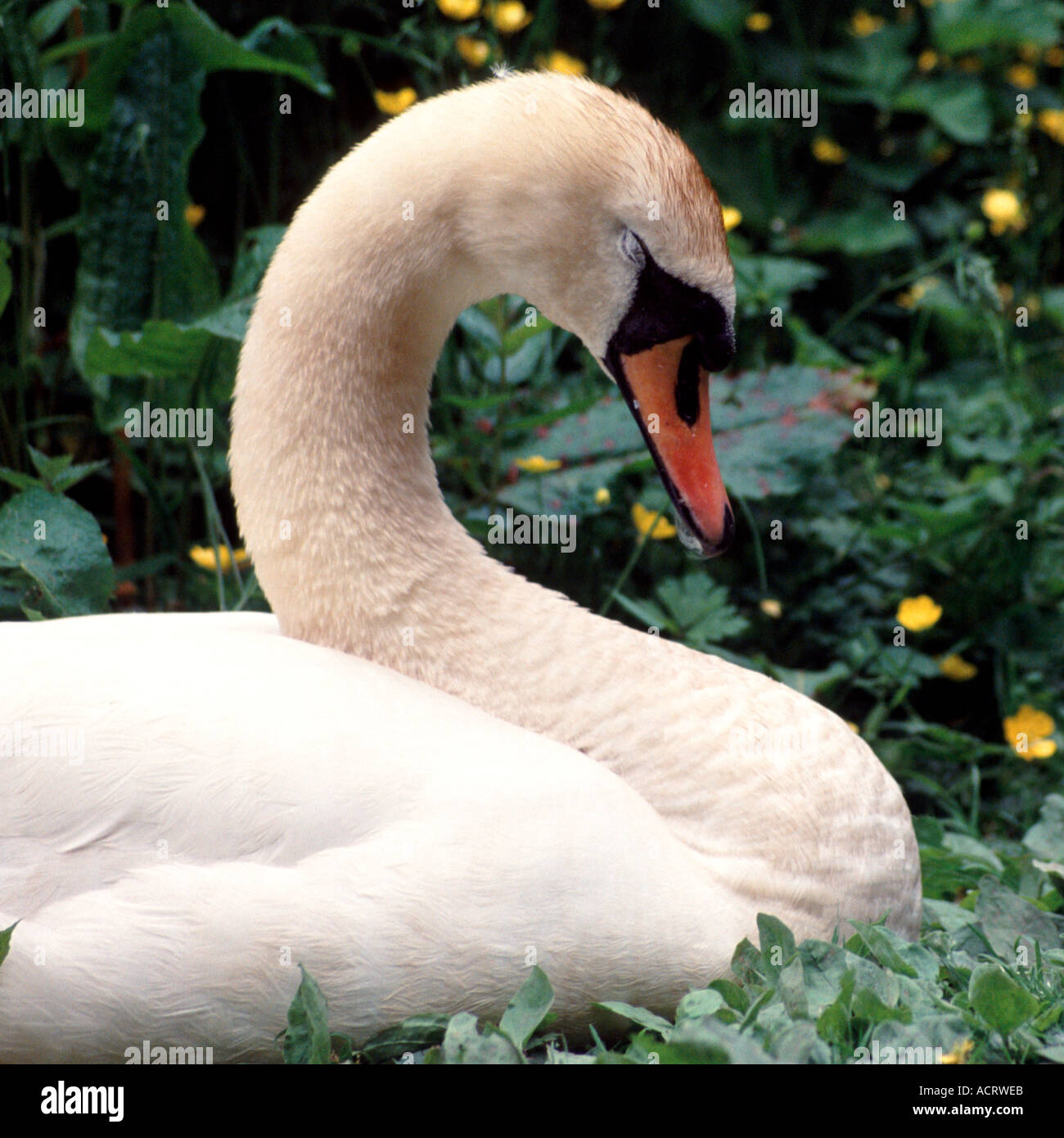Swan cerca de cabeza y hombros retrato Foto de stock
