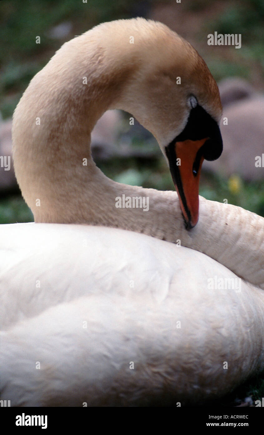 Swan cerca de cabeza y hombros retrato Foto de stock