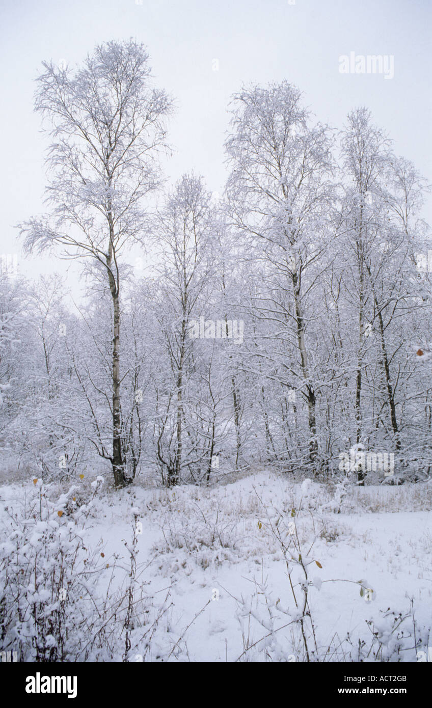 Bosques cubiertos de nieve en el norte de Kent cerca de Gravesend Foto de stock
