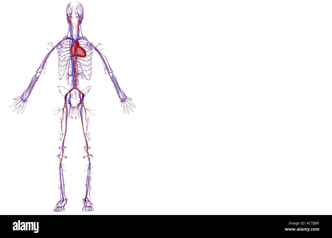 El sistema cardiovascular Foto de stock