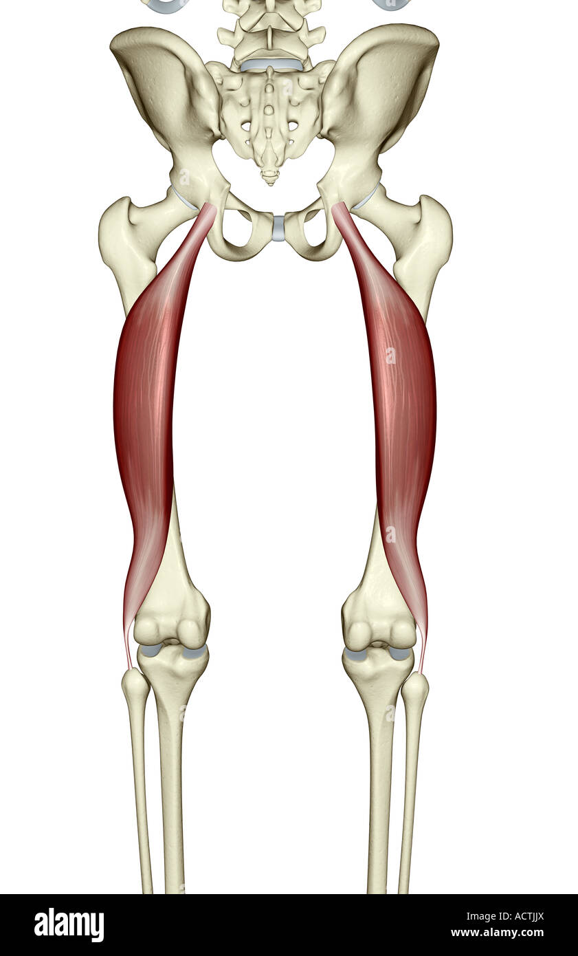 Femoral Musculo