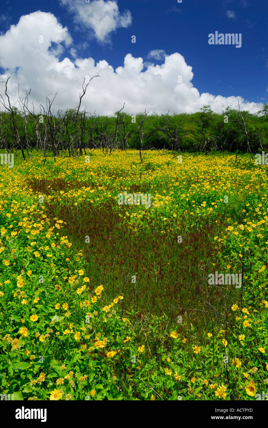 Pradera de amarillo Wedelia flores y troncos de árboles muertos Molokai Hawaii Foto de stock