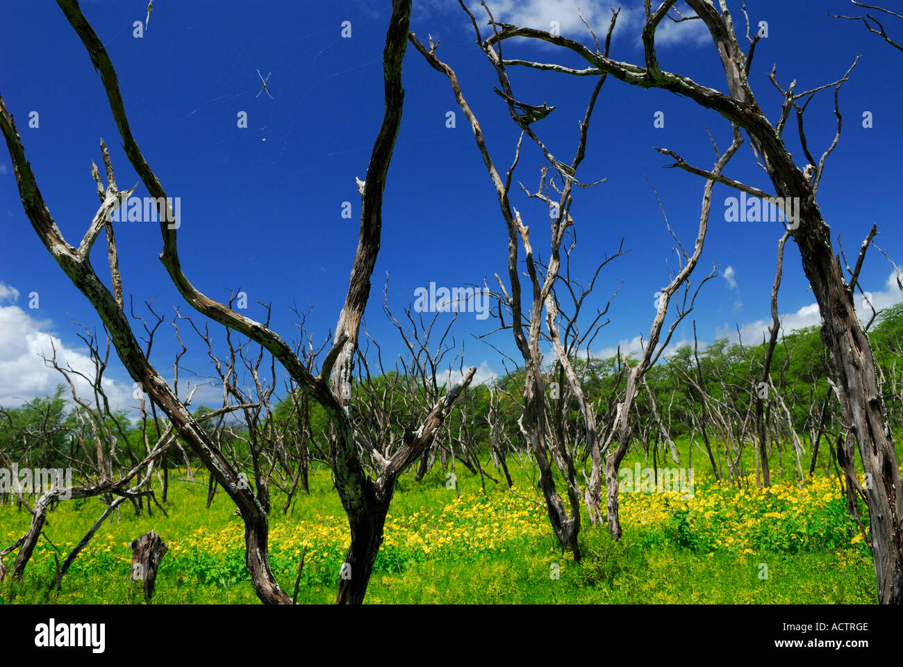 St Andrews Araña Cruz y web en árbol muerto en blue sky Molokai Hawaii Foto de stock