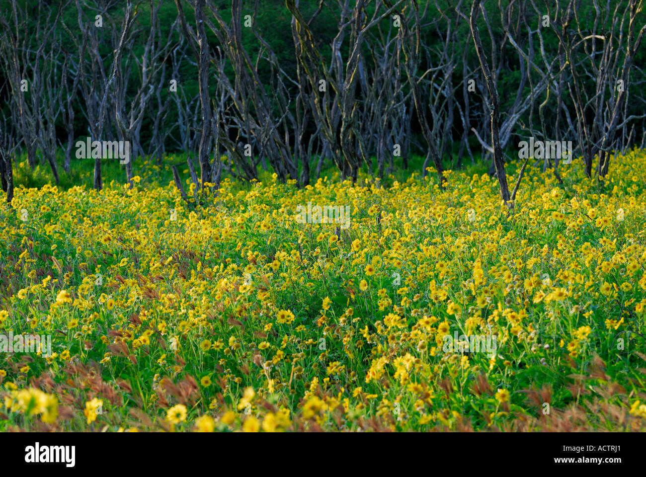 Flores amarillas Wedelia al atardecer con troncos de árboles muertos Molokai Hawaii Foto de stock